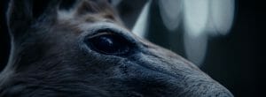Die Nacht 8 300x110 - PeterLicht Moritz Moessinger Director of Photography Cinematographer Germany Hamburg 15
